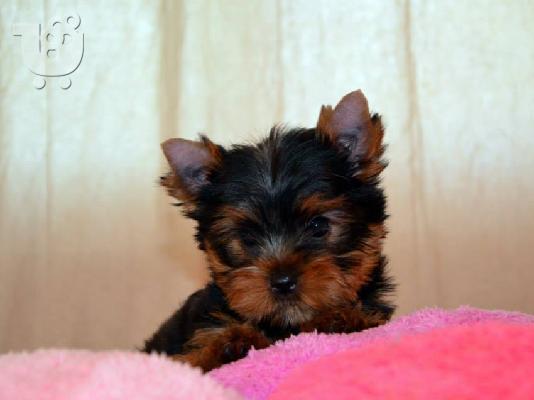 PoulaTo: Πανέμορφα, Υγιέστατα κουταβάκια Yorkshire